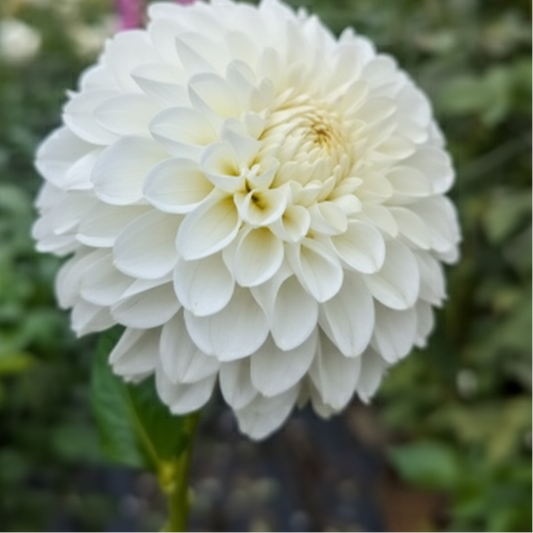 Dahlia 'Tallboy' - Fall Shipped