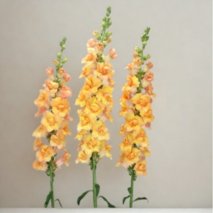 2026 Week 7 | Snapdragon Cottage |  Double Orange