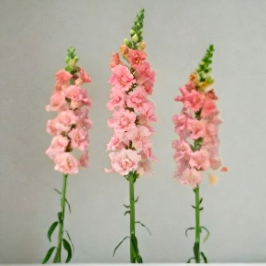 2026 Week 7 | Snapdragon Cottage |  Double Pink