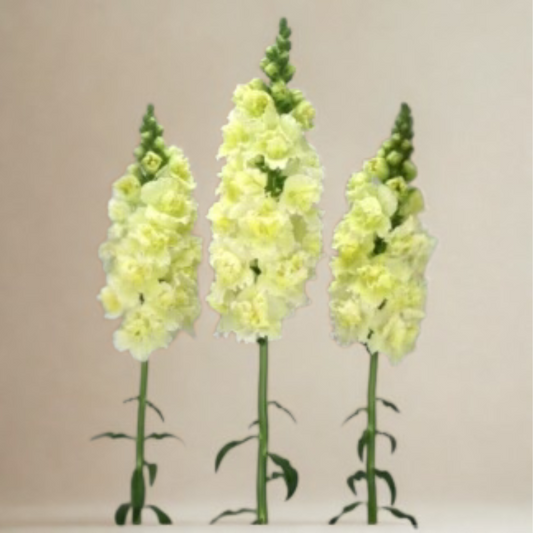 2026 Week 7 | Snapdragon Cottage |  Double Light Yellow
