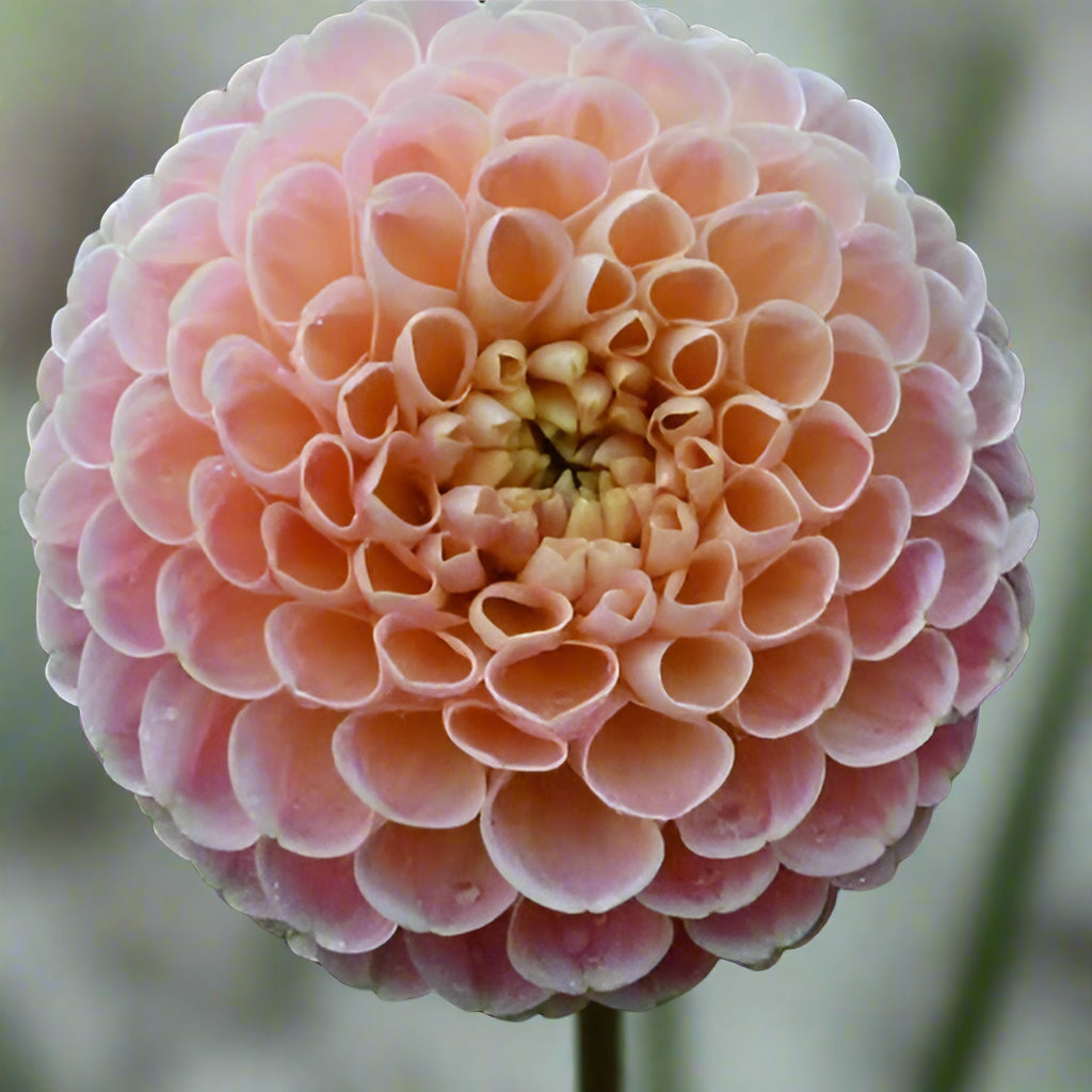 Dahlia 'Crichton Honey' - Ball (1 tuber)