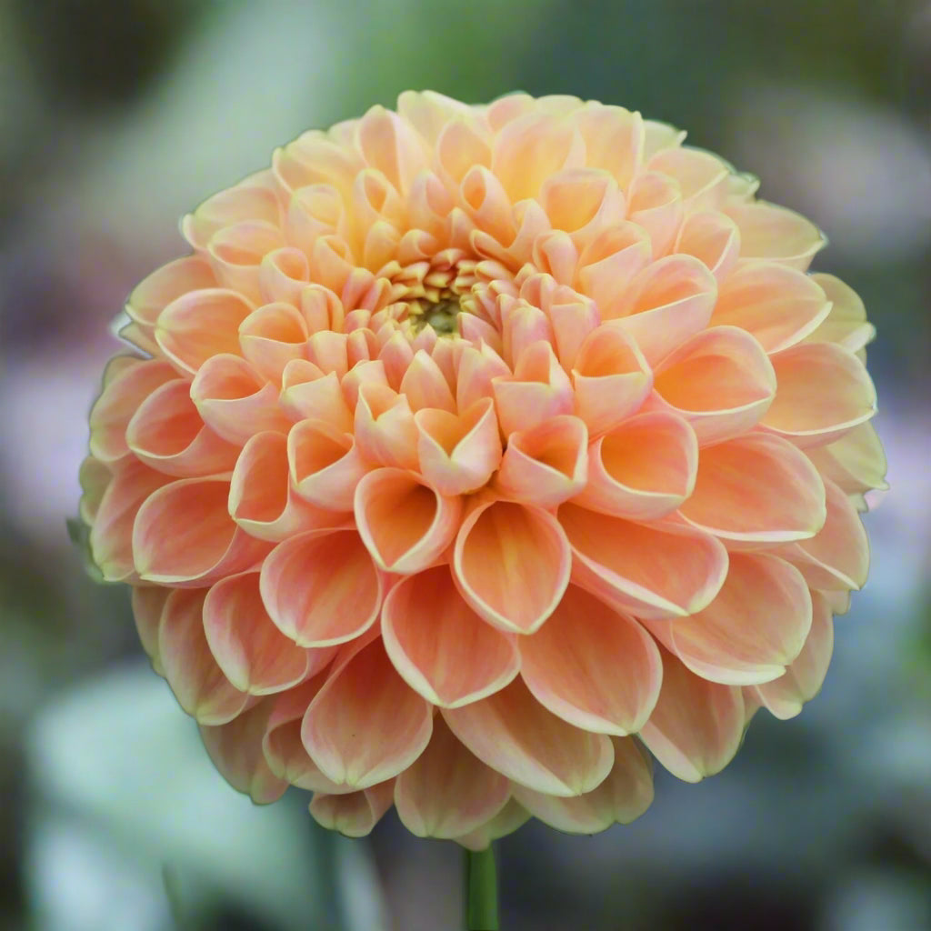 Dahlia 'Crichton Honey' - Ball (1 tuber)