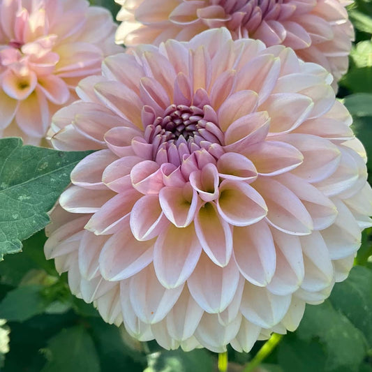 Dahlia 'Cupcake'