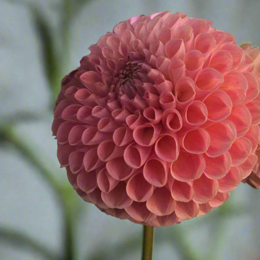 Dahlia 'Clearview Peachy'