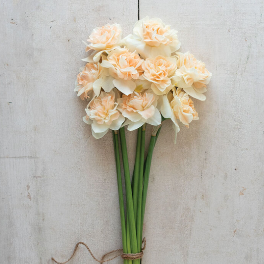 Flower Surprise Daffodil 10 Pack