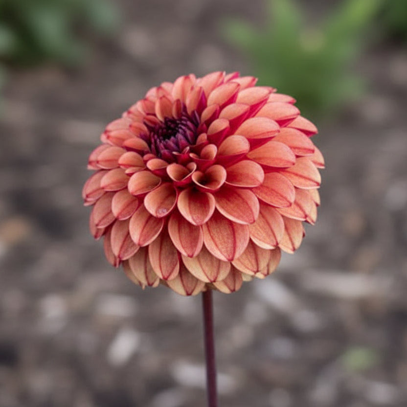 Dahlia 'High Fidelity' - Spring Shipped