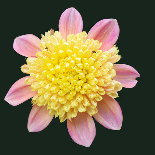 World Series Collection - Honey (Read Description)