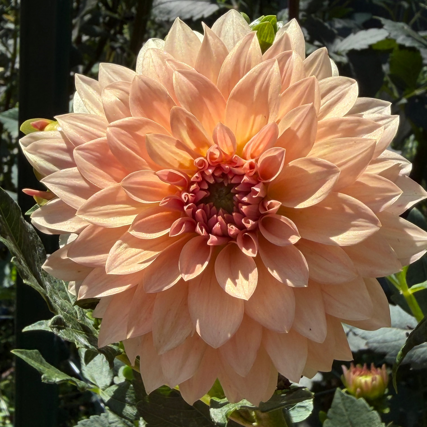 'RM Peachy Pink’ Dahlia Rooted Cutting