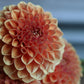 Dahlia 'Apricona'