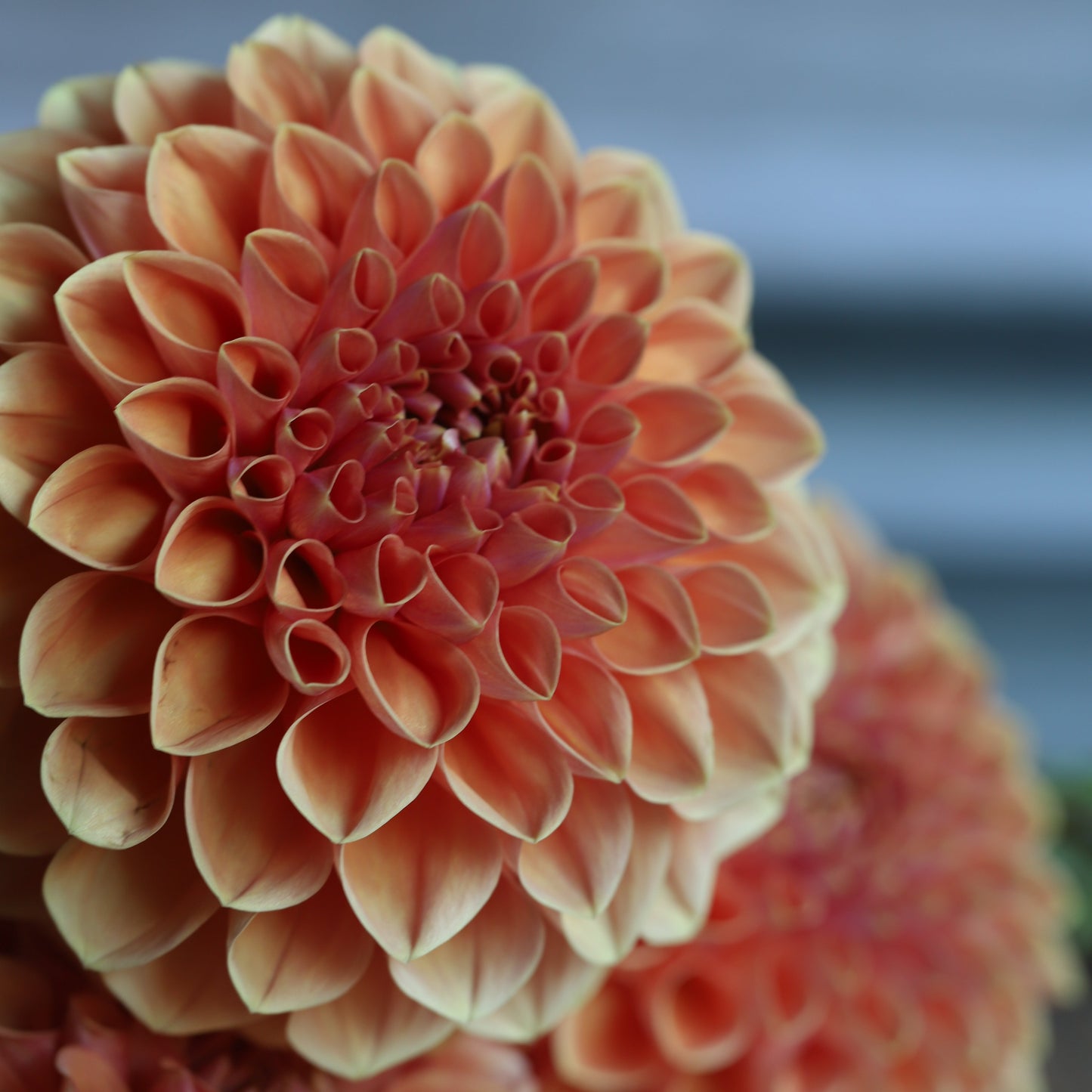 Dahlia 'Apricona' - Spring Shipped