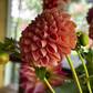 Dahlia 'Beehive'