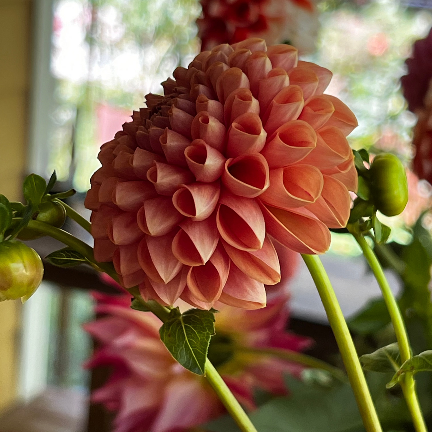 Dahlia 'Beehive' LIMITED - Miniature Ball (1 tuber)