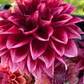 Dahlia 'Bloomquist York'