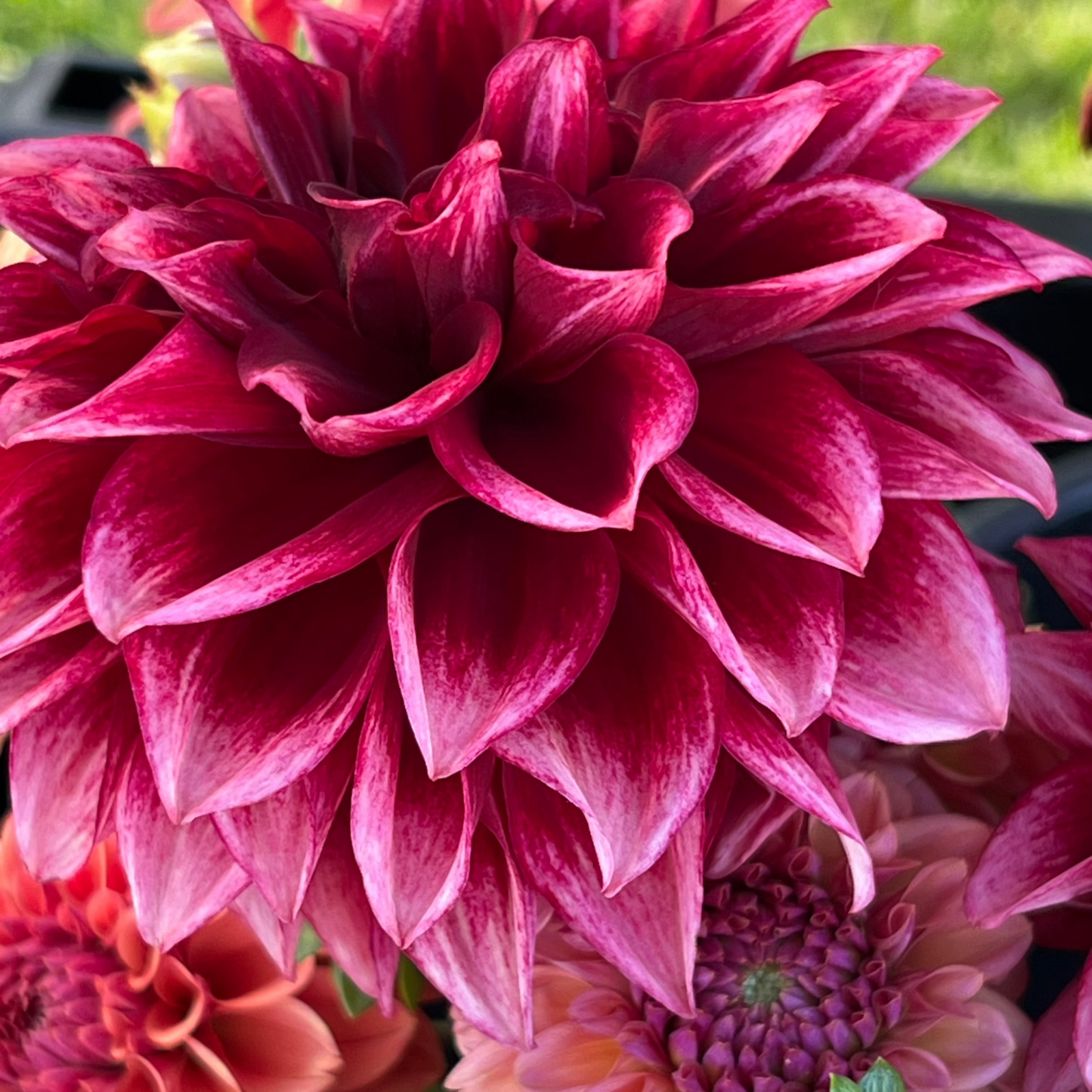 Dahlia 'Bloomquist York' - ROOTED CUTTING