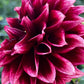 Dahlia 'Bloomquist York'