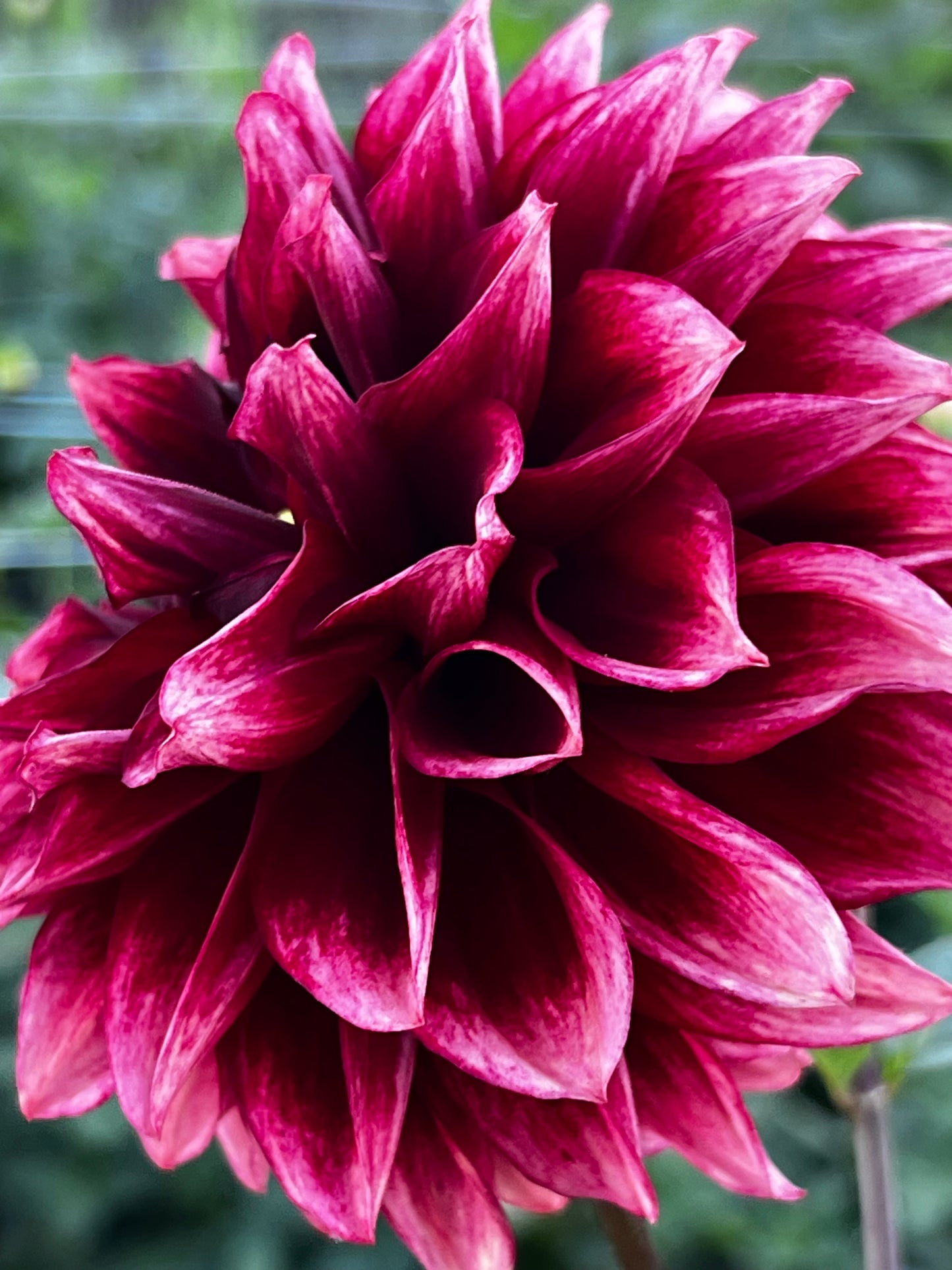 Dahlia 'Bloomquist York' - ROOTED CUTTING