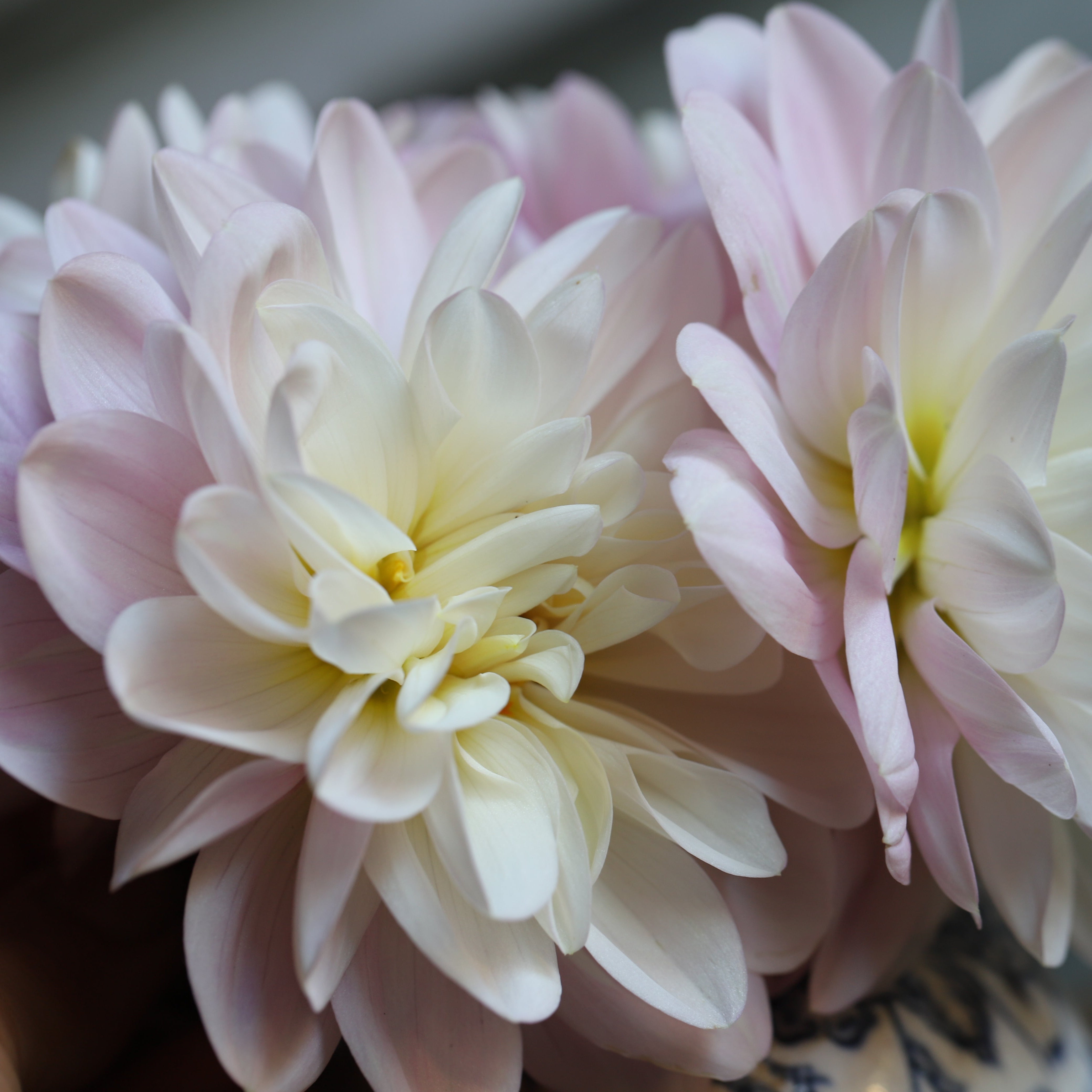 Dahlia 'Brackenridge Ballerina' (or Bracken Ballerina) – Fuirk Home