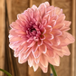 Pink flower with a blurred wooden background