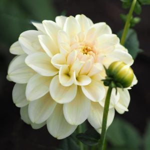 Dahlia 'Caramel Antique' - Formal Decorative (1 tuber)