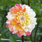 Dahlia 'Double Jill'