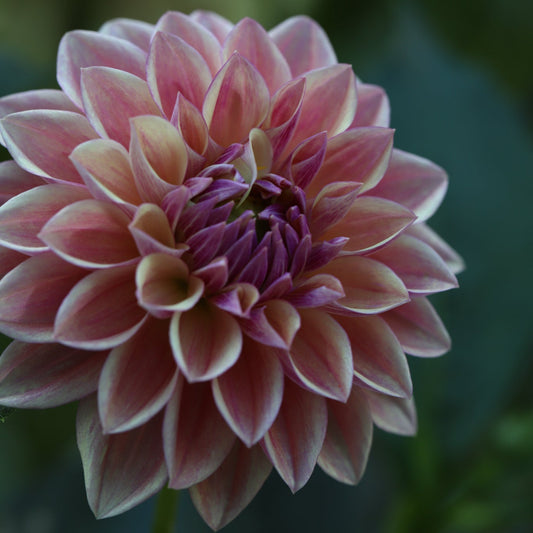 Dahlia 'Dusty Beauty’