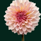 Dahlia 'Beauty Queen’