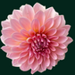 Dahlia 'Beauty Queen’
