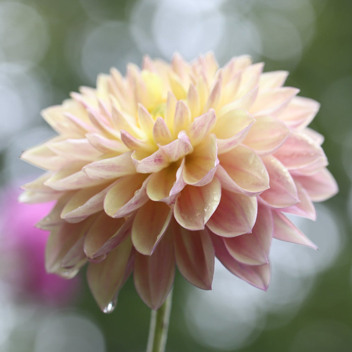 Dahlia 'Dusty Beauty’