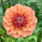 Dahlia 'Ice Tea'