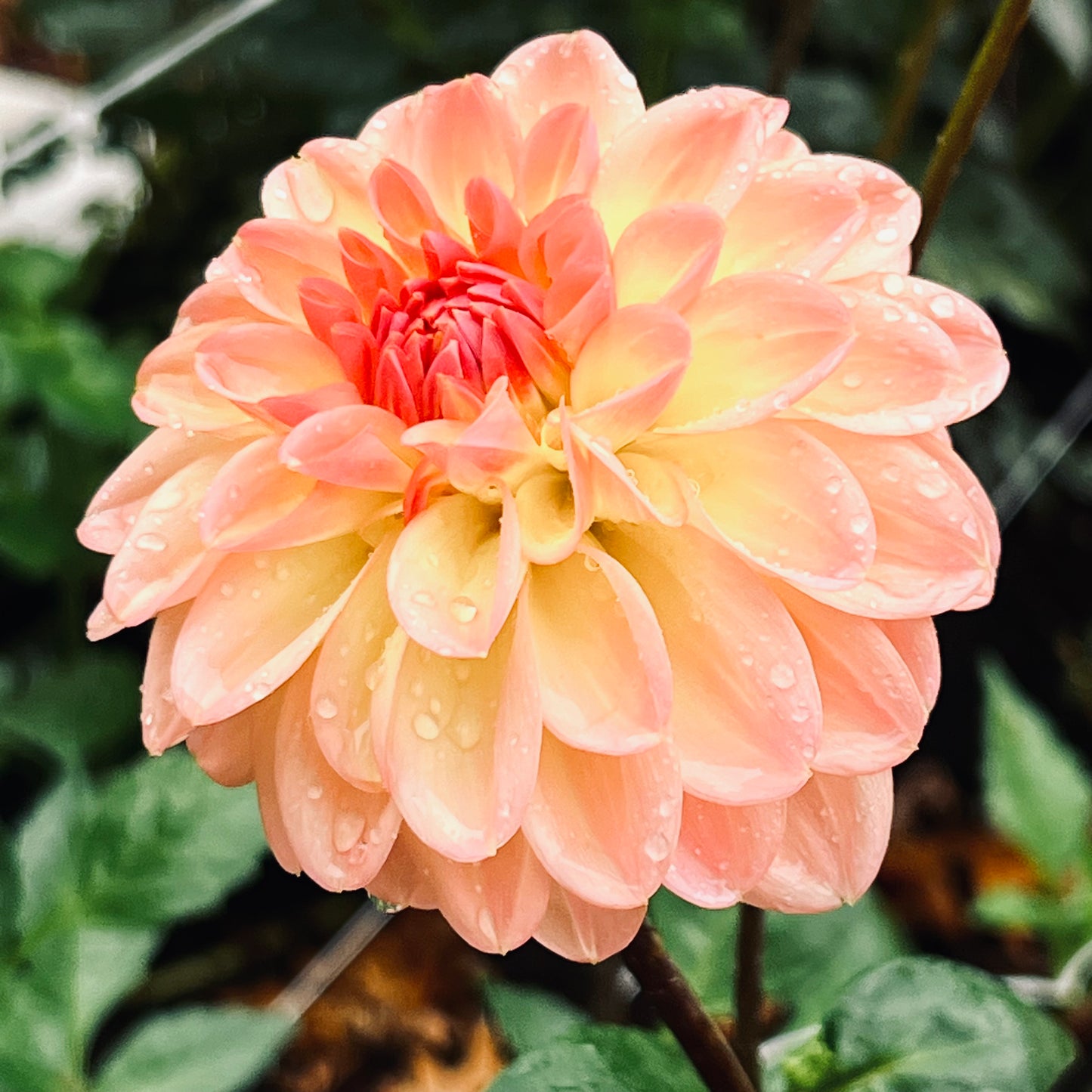 Dahlia 'Justyna' - Informal Decorative (1 tuber)