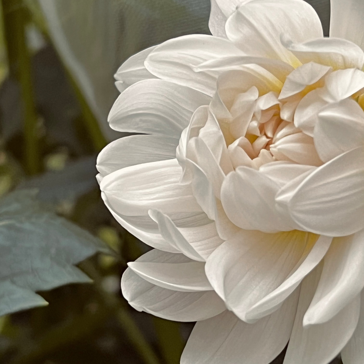 Dahlia 'Kelgai Ann'