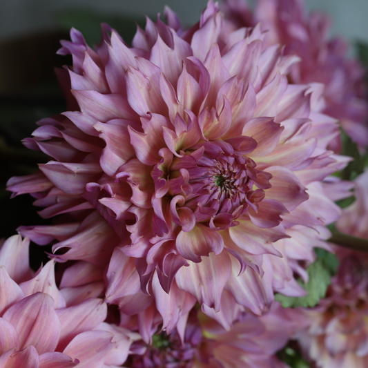 Dahlia 'La Belle Epoque' LIMIT 1 - Spring Shipped