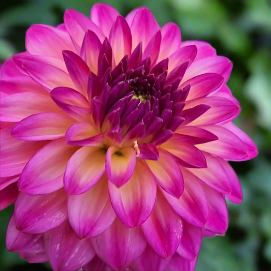 Dahlia 'Loe' - Informal Decorative (1 tuber)