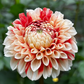 Dahlia 'Luan'