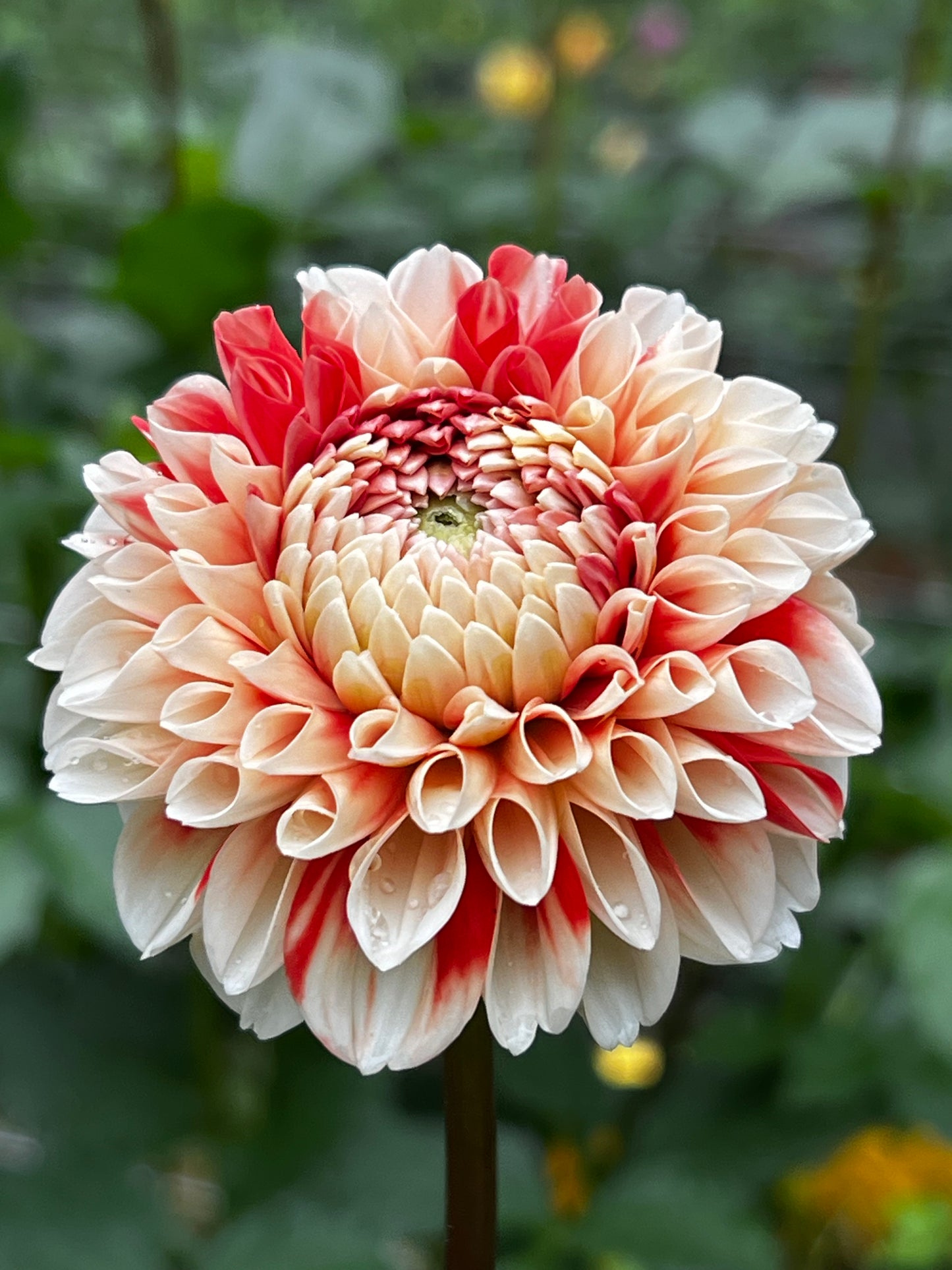 Dahlia 'Luan' LIMITED -  Formal Decorative (1 tuber)