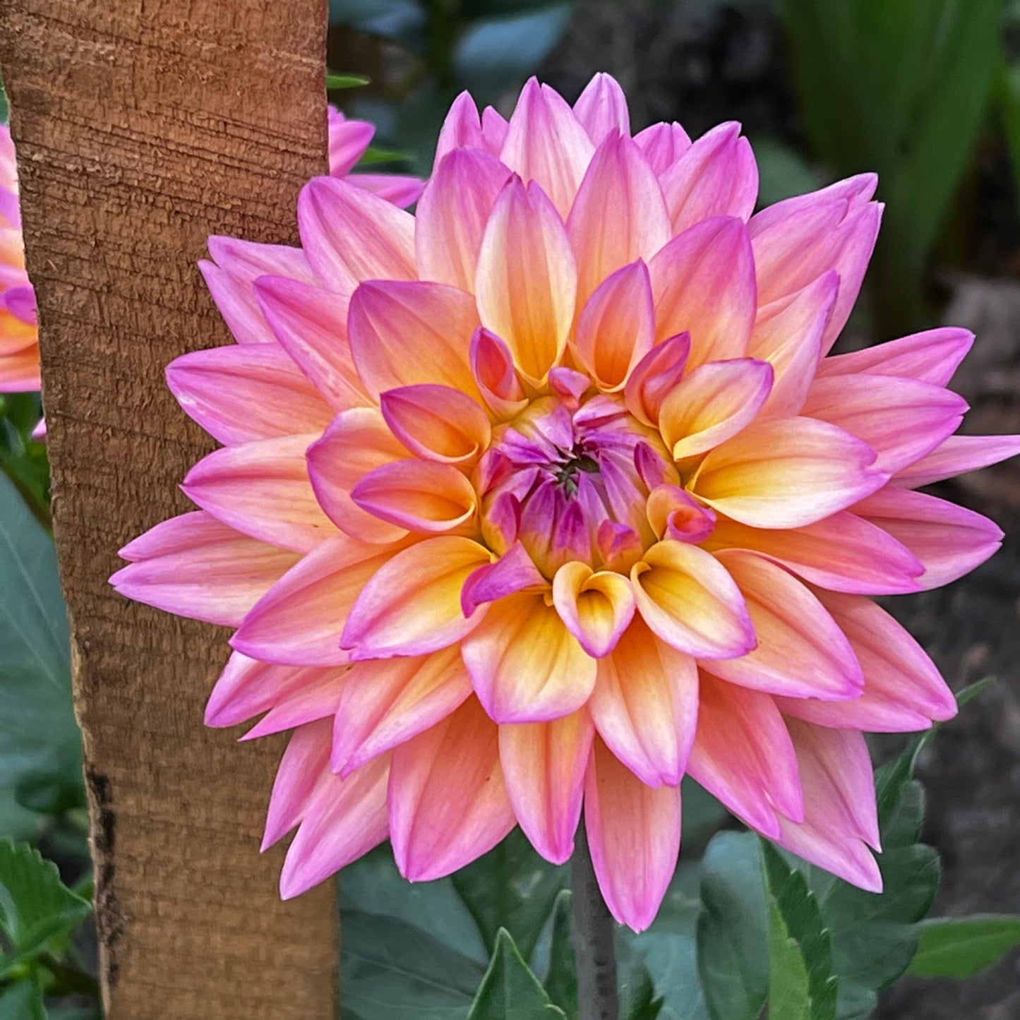 Dahlia 'Mondriaan' - Informal Decorative (1 tuber)