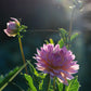 Dahlia 'Ms Peachy'