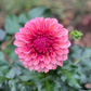 Dahlia 'Orange Globe'