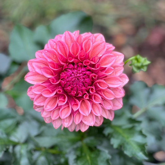 Dahlia 'Orange Globe' LIMITED - Formal Decorative (1 tuber)