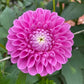 Dahlia 'Robann Regal'