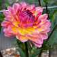 Dahlia 'Sandia Bliss'
