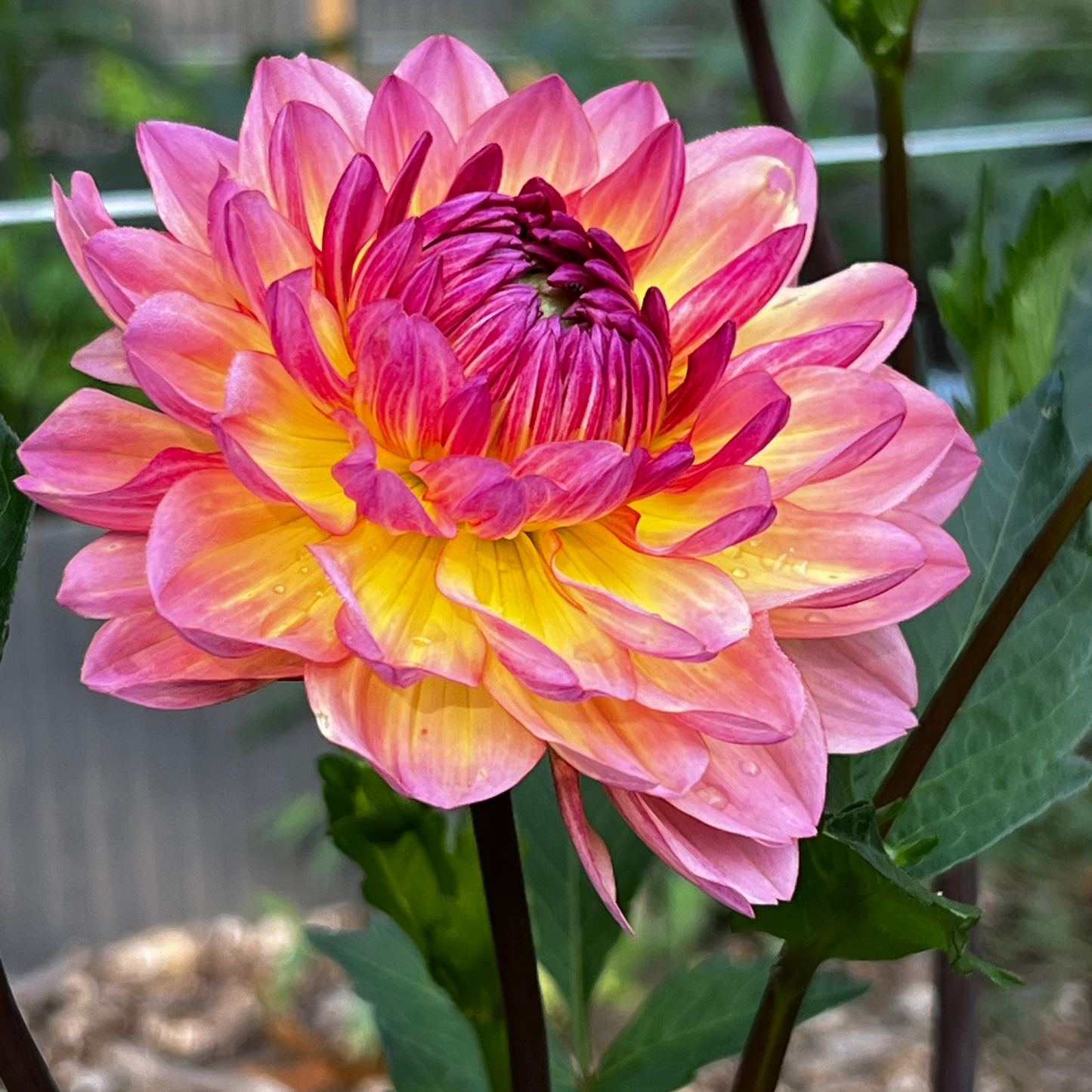 Dahlia 'Sandia Bliss' - ROOTED CUTTING