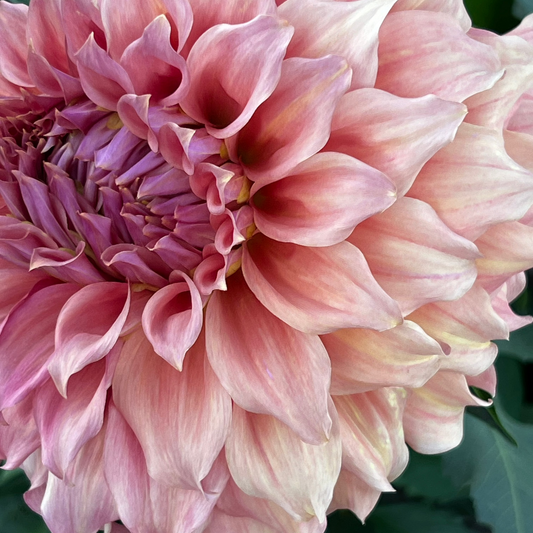 Dahlia 'Summer Rain' LIMITED - Informal Decorative (1 tuber)