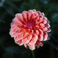 Dahlia 'Tuscany'