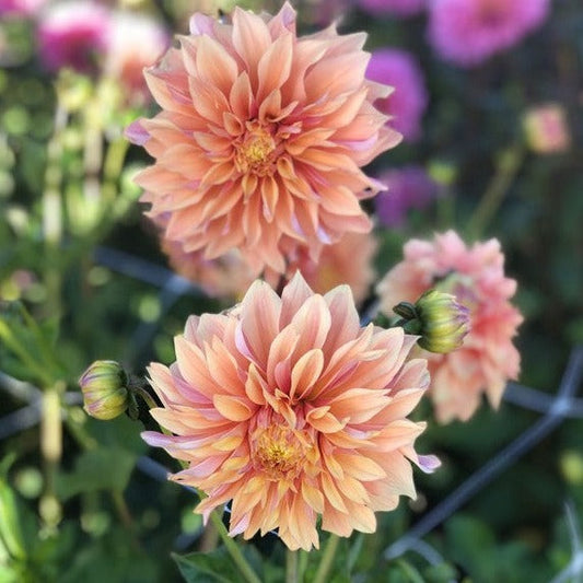 Dahlia 'Tyrell' - Informal Decorative (1 tuber)