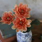 Dahlia 'Yvonne'