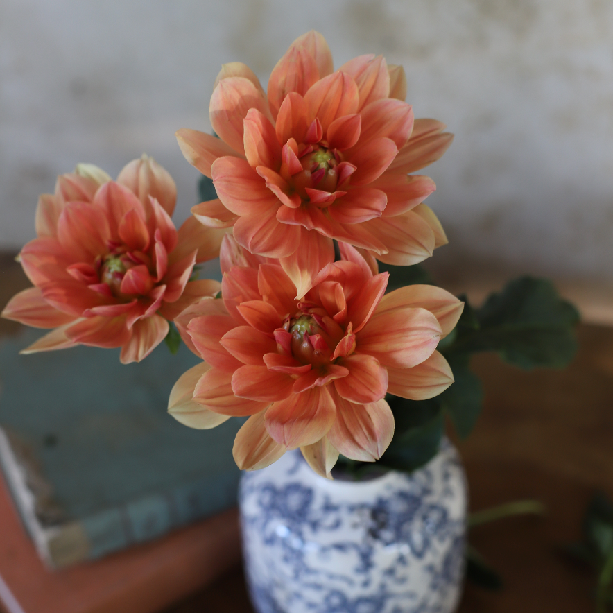 Dahlia 'Yvonne' - Waterlily (1 tuber)