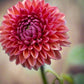 Dahlia 'Daisy Duke'