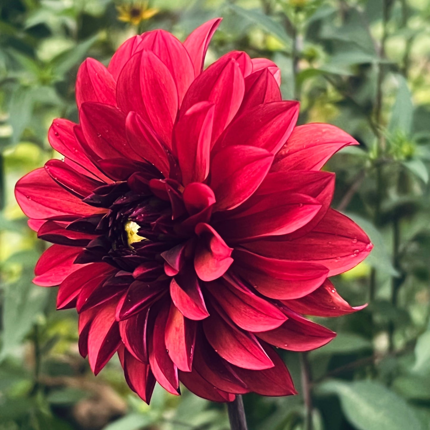 Dahlia 'Danique' LIMITED - Informal Decorative (1 tuber)