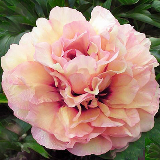 Dans Du Feu Peony - Itoh 3-5 eyes